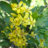 Ribes aureum. Соцветие. Иркутск, Верхняя Набережная р.Ангара, городские насаждения. 01.06.2013.