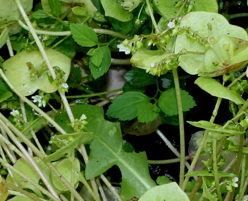 Изображение особи Claytonia perfoliata.