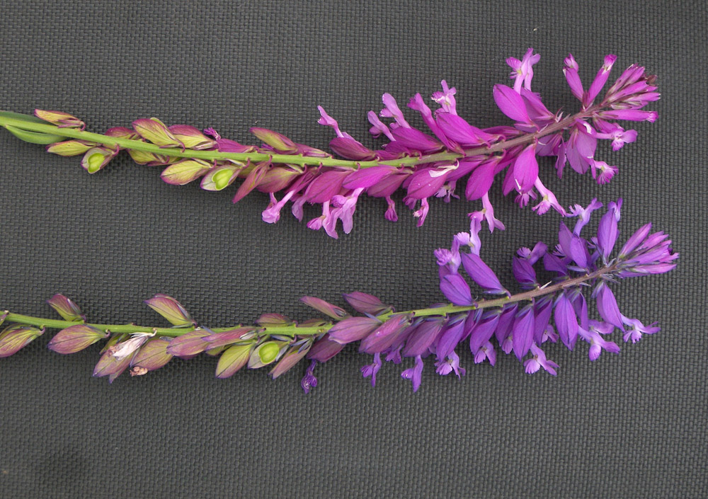 Image of Polygala major specimen.