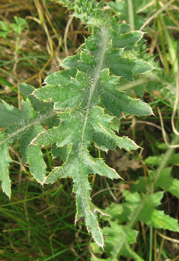 Image of Carduus hamulosus specimen.