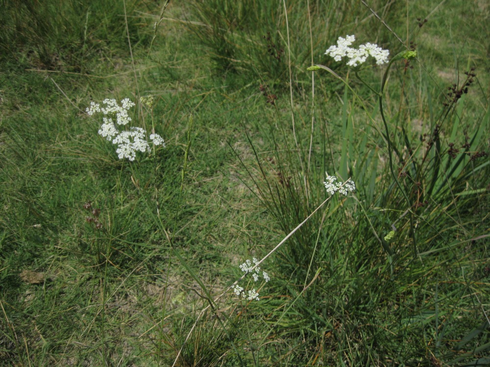 Изображение особи Gongylosciadium falcarioides.