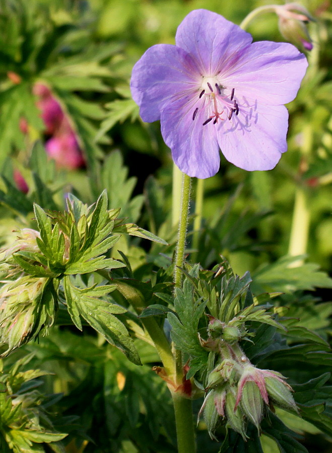 Изображение особи Geranium pratense.