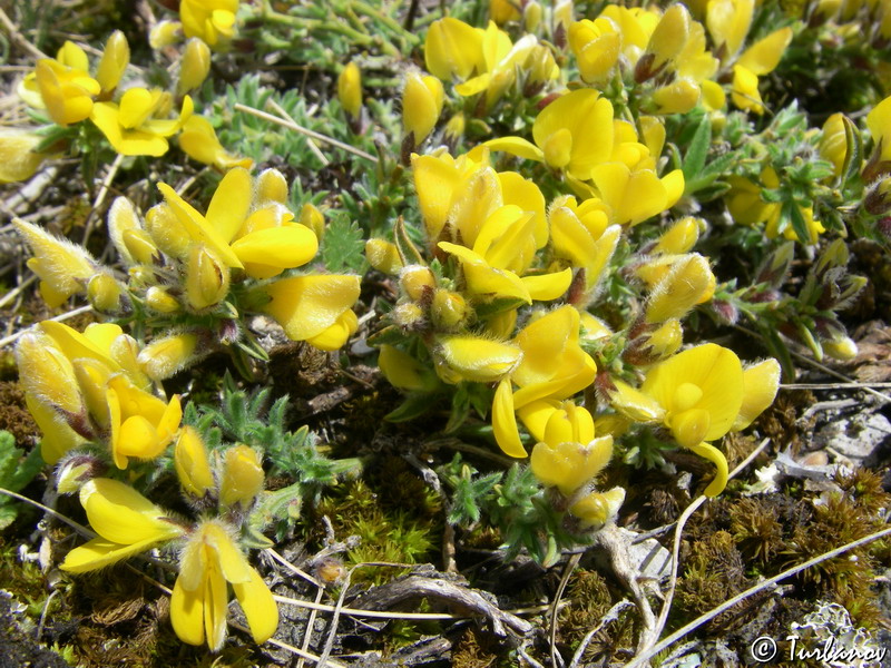 Изображение особи Genista albida.