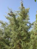 Cupressus arizonica