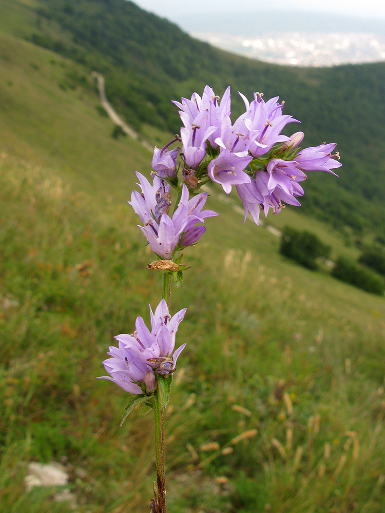 Изображение особи Campanula bononiensis.