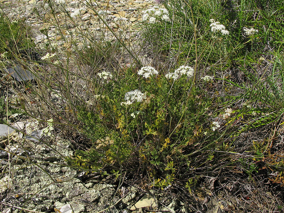 Image of Pimpinella tragium specimen.