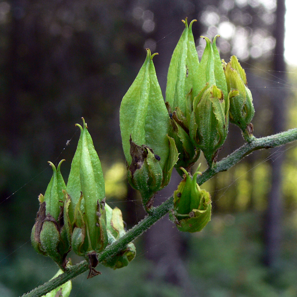 Изображение особи Veratrum lobelianum.