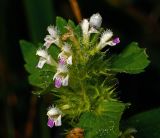 Galeopsis bifida. Верхушка цветущего и плодоносящего растения в росе. Московская обл., Раменский р-н, окр. ж.-д. платформы Хрипань, просека под ЛЭП. 13.08.2013.