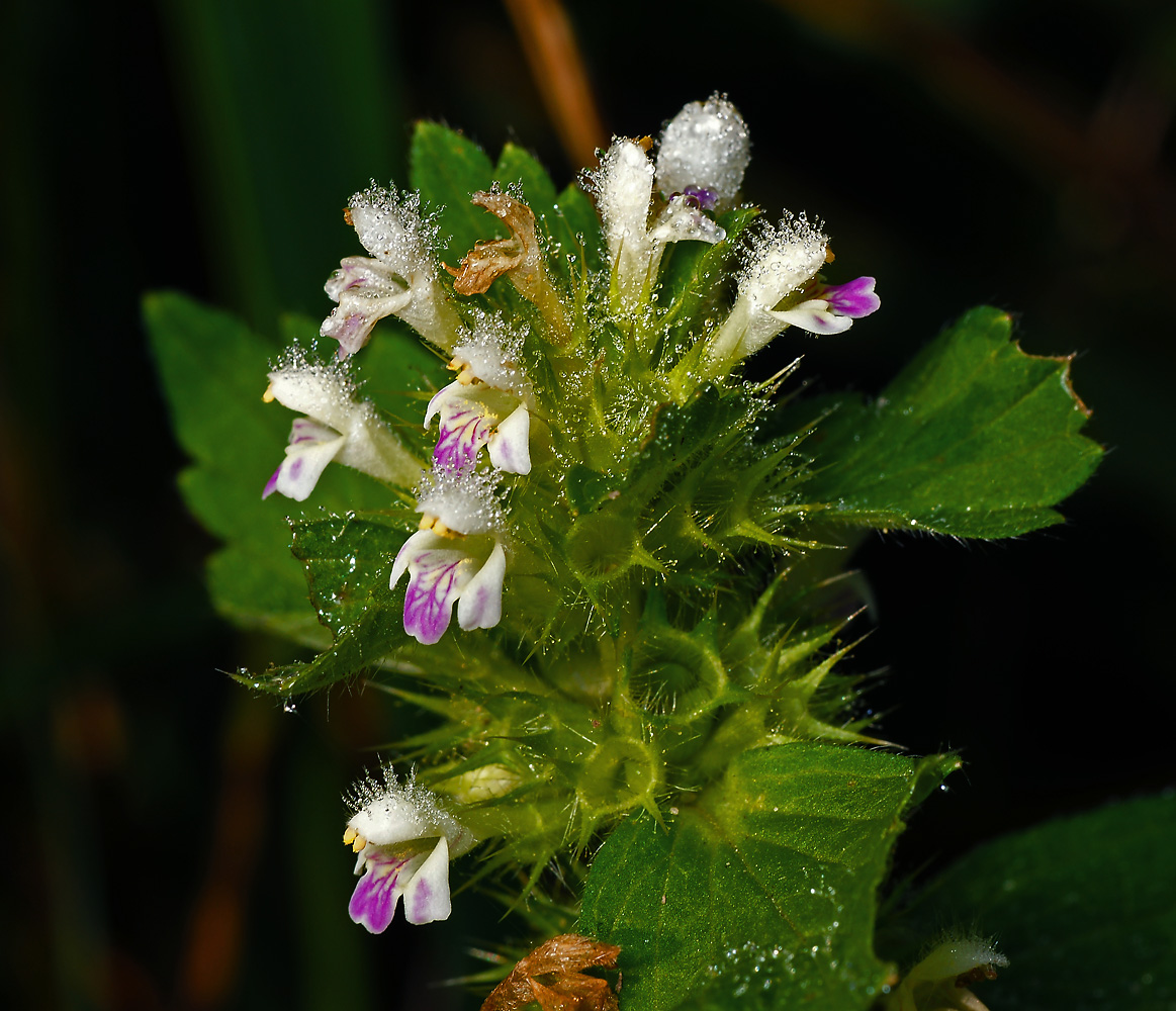 Изображение особи Galeopsis bifida.