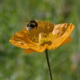 Image of taxon representative. Author is Евгений Комаров