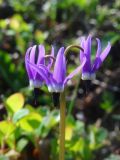 Dodecatheon frigidum