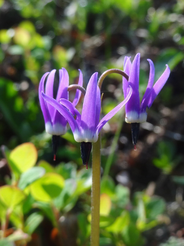 Image of Dodecatheon frigidum specimen.