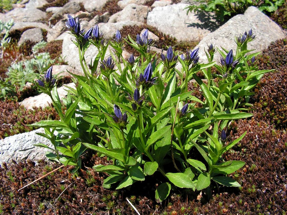 Изображение особи Popoviocodonia stenocarpa.