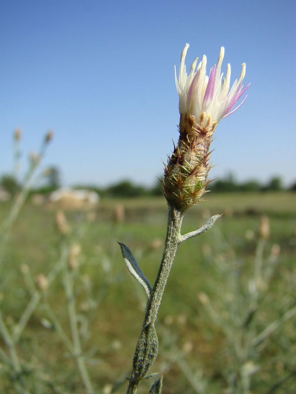 Image of Centaurea diffusa specimen.