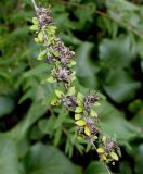 Buddleja alternifolia. Веточка с отцветшими соцветиями. Германия, г. Дюссельдорф, Ботанический сад университета. 14.08.2013.