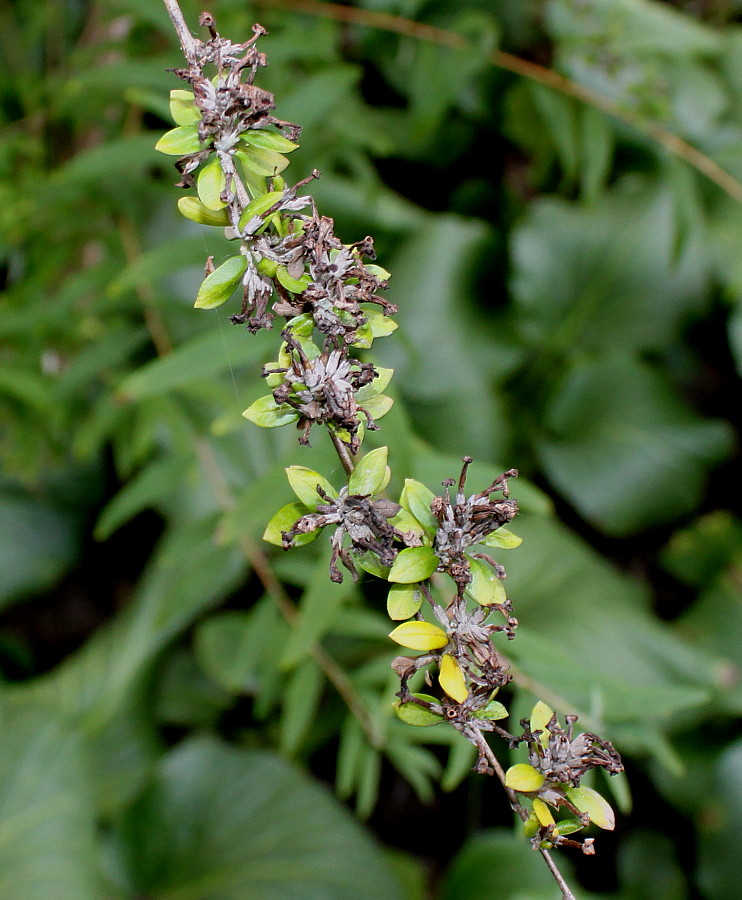 Изображение особи Buddleja alternifolia.