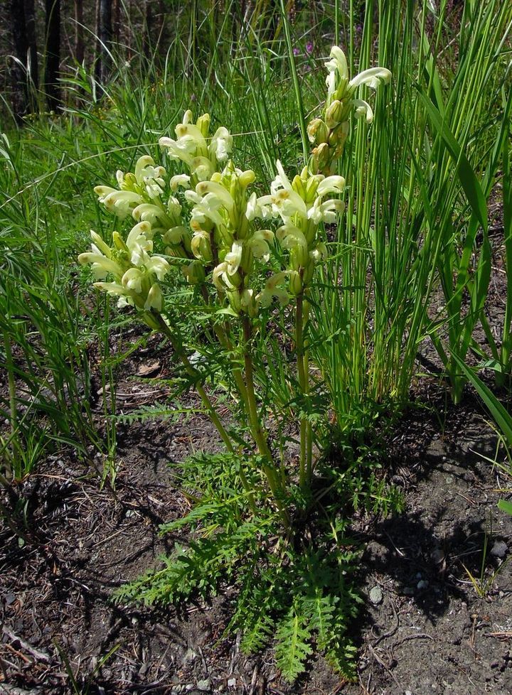 Image of Pedicularis sibirica specimen.