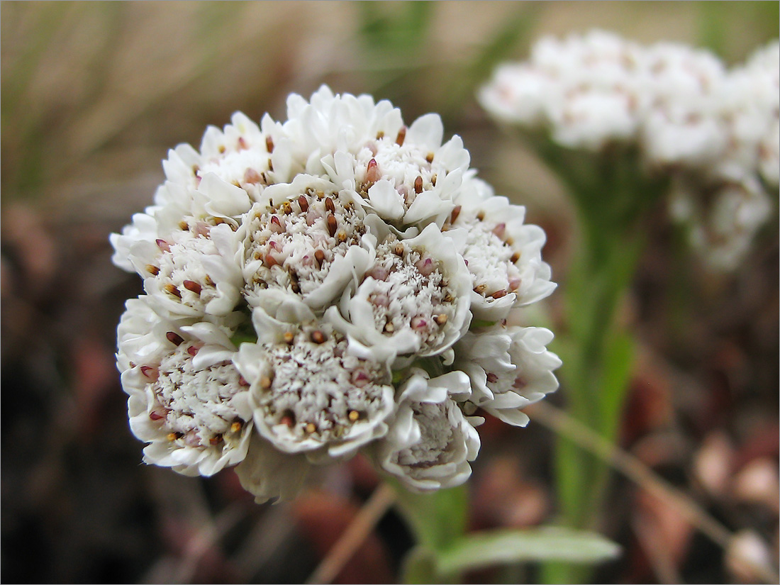 Изображение особи Antennaria dioica.