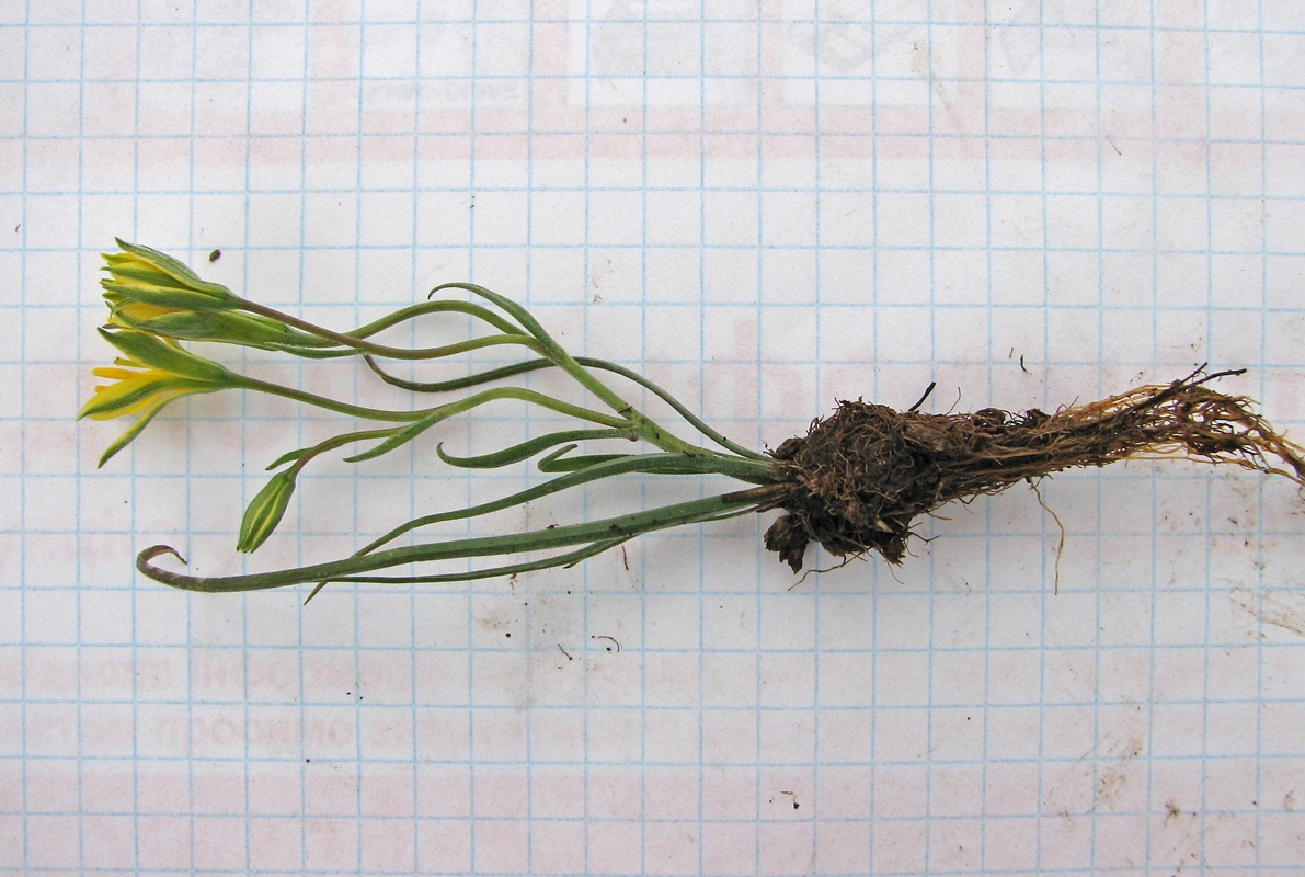 Image of Gagea bulbifera specimen.