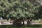 Ficus benghalensis