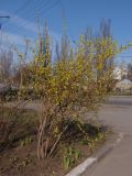 Forsythia &times; intermedia