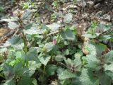 Lamium maculatum. Расцветающие растения. Украина, г. Киев, лес на восточной окраине. 09.04.2014.