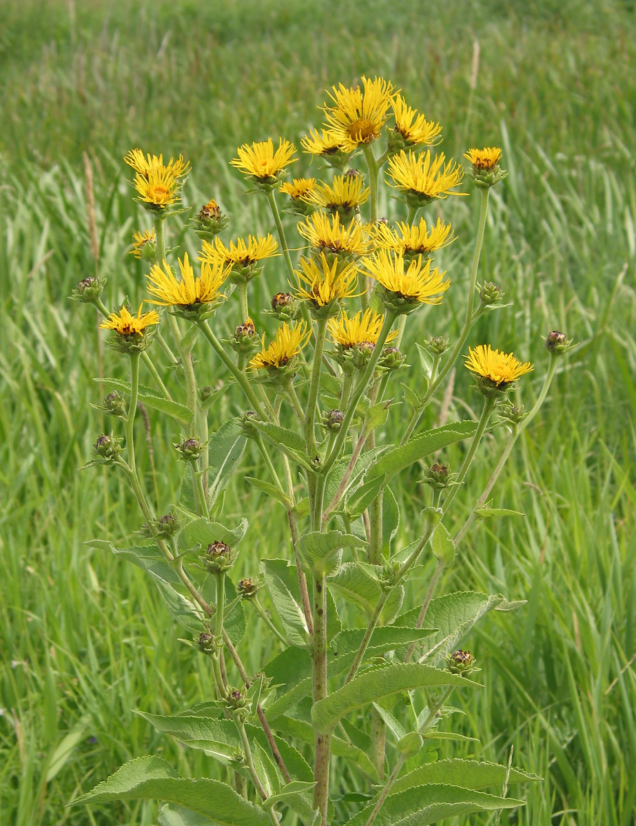 Image of Inula helenium specimen.