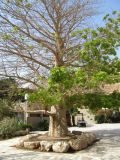 Adansonia digitata. Молодое дерево, посажено в 1985 году. Израиль, кибуц Эйн-Геди, ботанический сад. 19.03.2014.