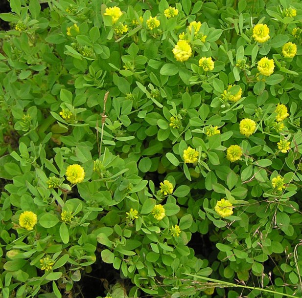 Изображение особи Trifolium campestre.