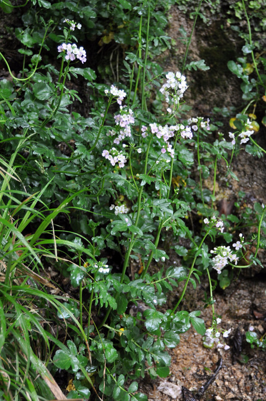 Image of Cardamine seidlitziana specimen.