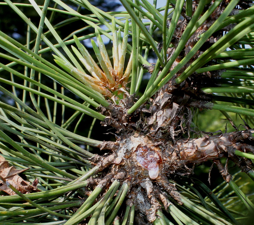 Изображение особи Pinus ponderosa.