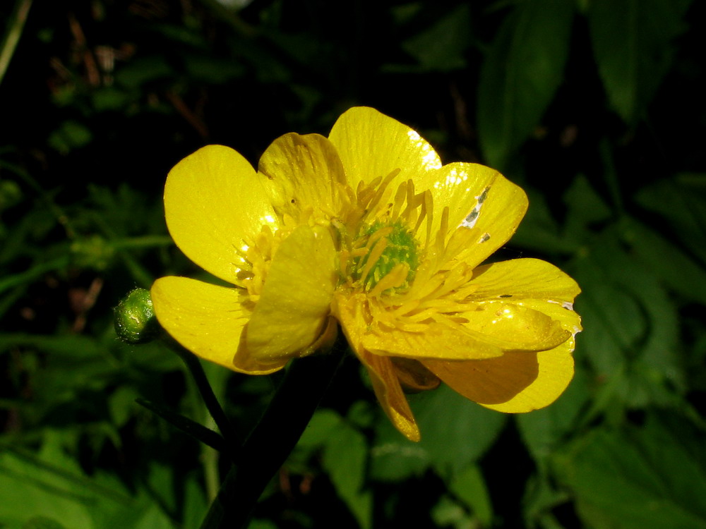 Image of Ranunculus subborealis specimen.