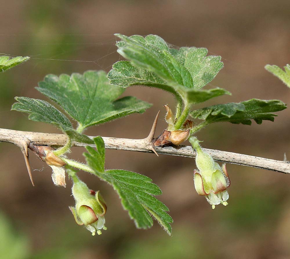 Изображение особи Grossularia uva-crispa.