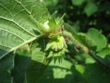 Corylus avellana