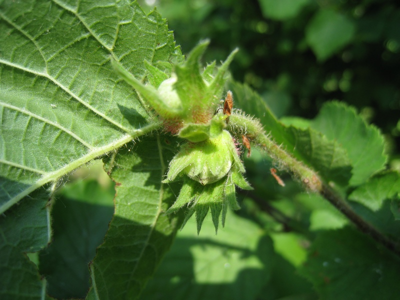 Image of Corylus avellana specimen.