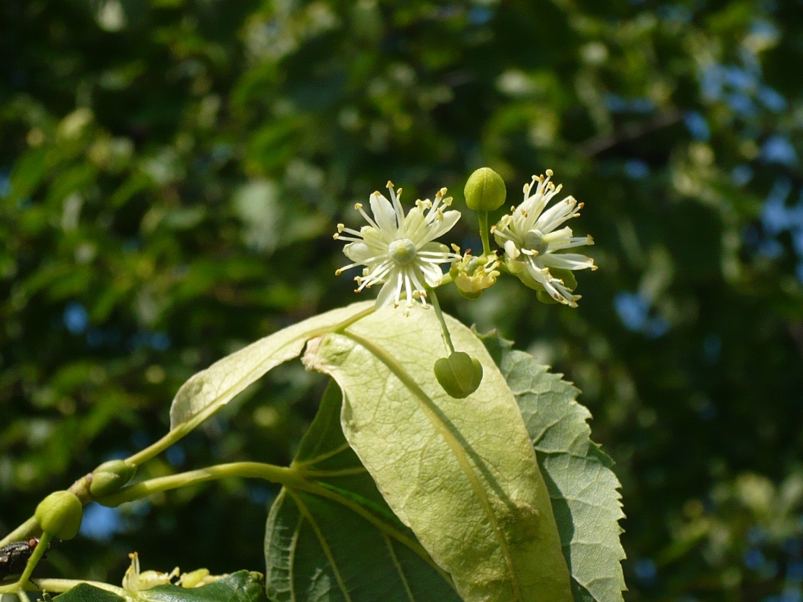 Image of Tilia sibirica specimen.