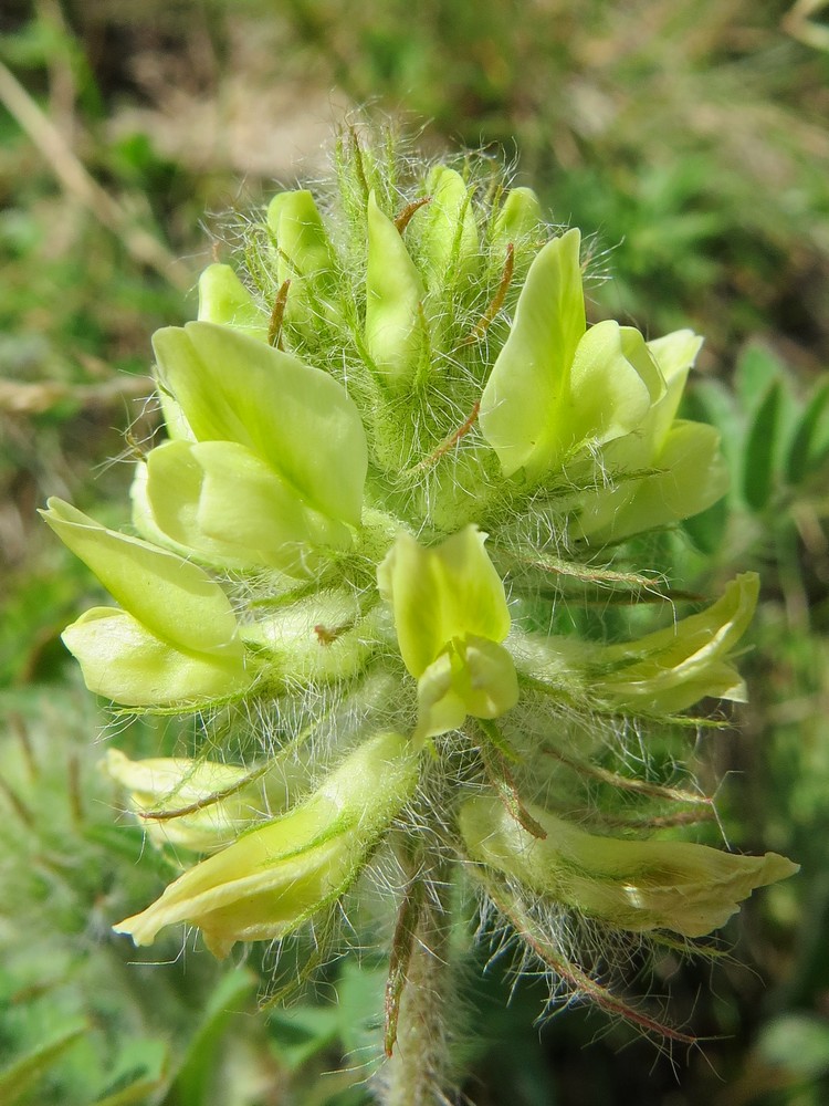 Изображение особи Oxytropis pilosa.