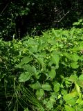 Rubus hirtus