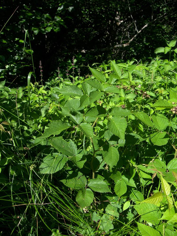 Изображение особи Rubus hirtus.