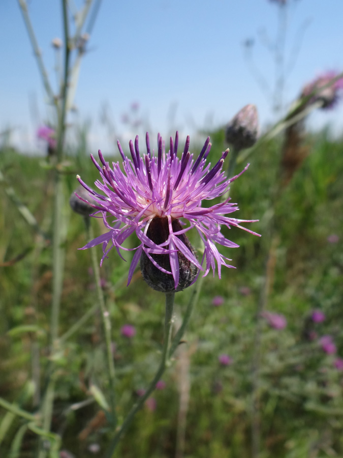 Image of Centaurea adpressa specimen.
