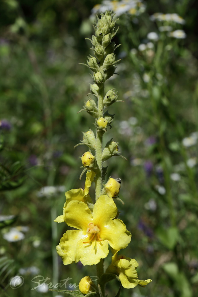 Image of Verbascum ovalifolium specimen.