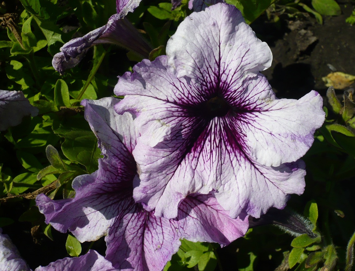 Изображение особи Petunia × atkinsiana.