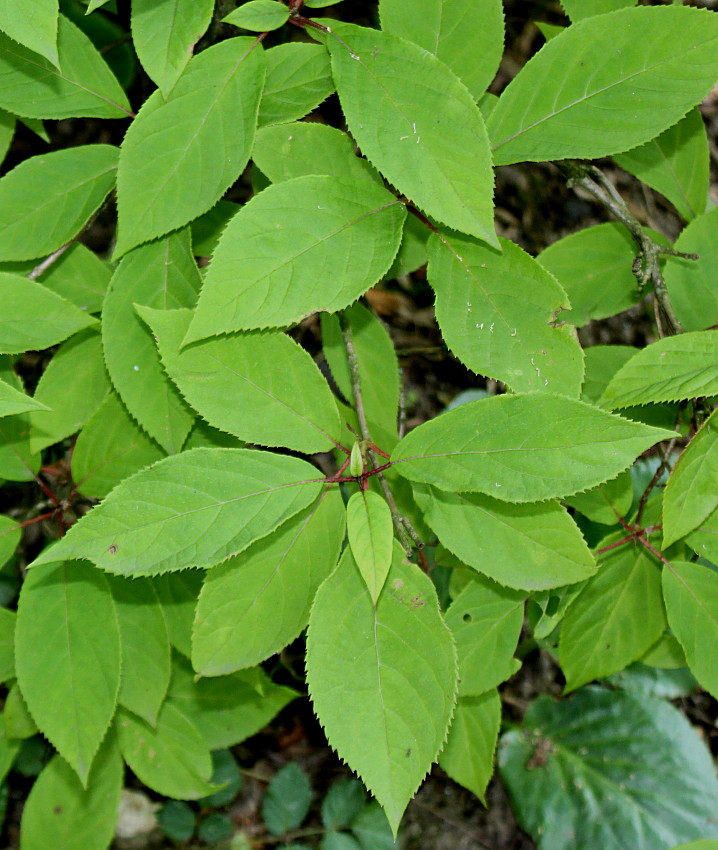 Изображение особи Hydrangea heteromalla.