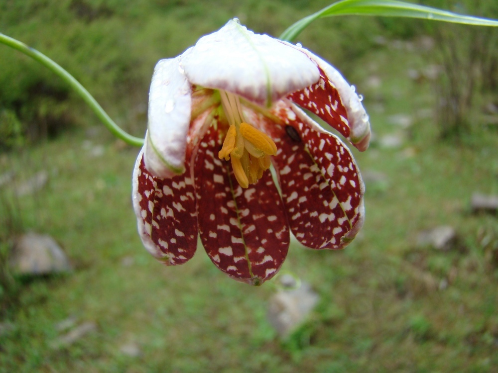 Image of Fritillaria walujewii specimen.