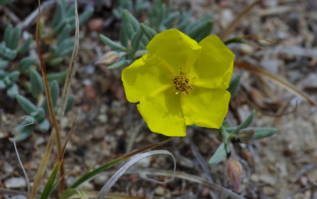 Изображение особи Helianthemum songaricum.