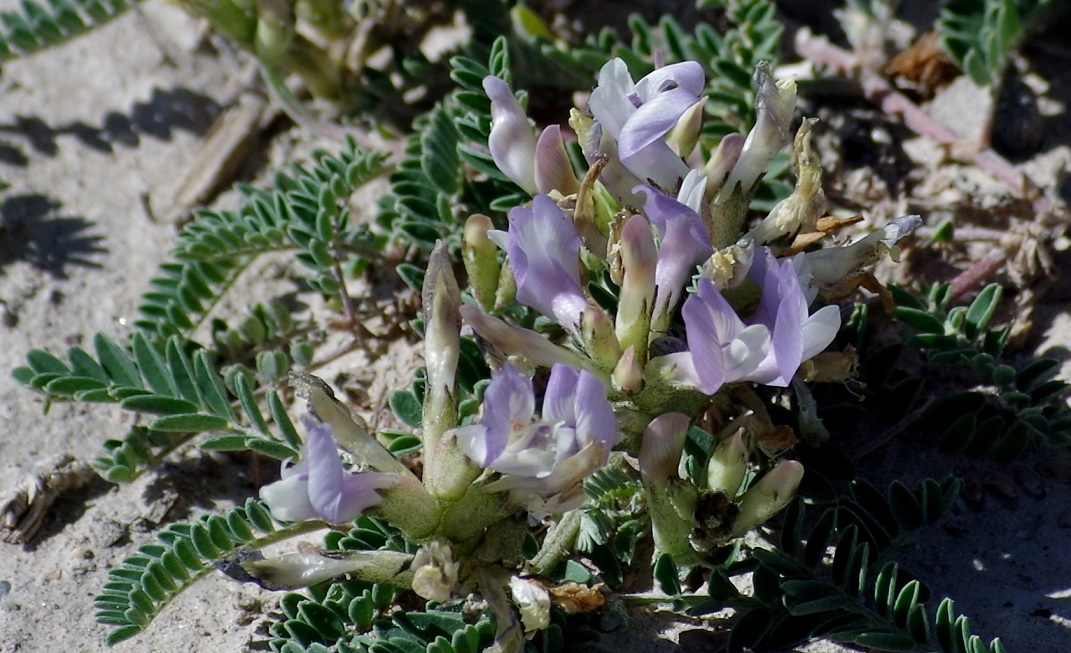 Изображение особи Astragalus tibetanus.