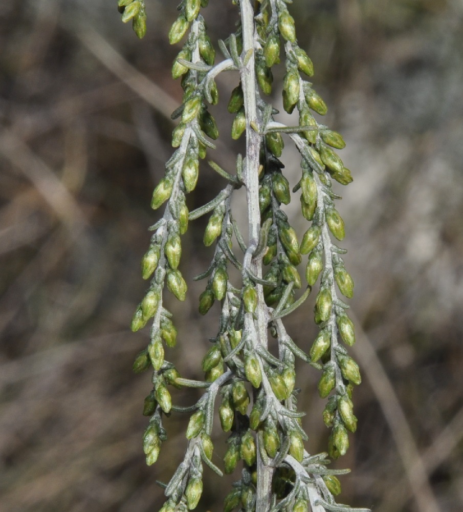 Изображение особи Artemisia santonicum.