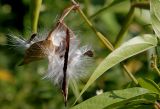 Vincetoxicum hirundinaria. Вскрывшийся плод и лист. Германия, г. Дюссельдорф, Ботанический сад университета. 05.09.2014.