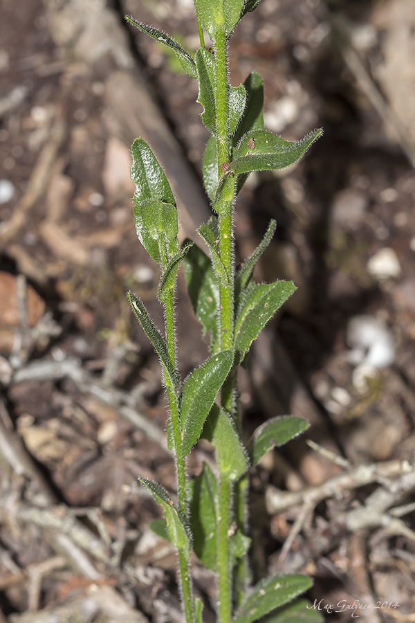 Изображение особи Arabis sagittata.