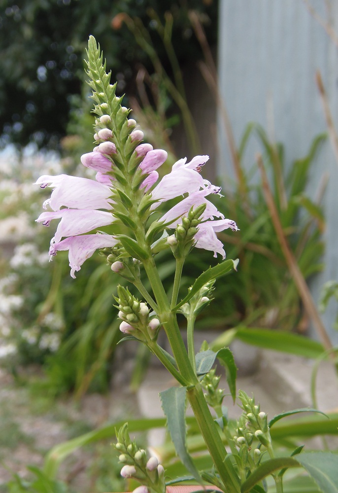 Изображение особи Physostegia virginiana.